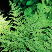 Hardy Fern Dryopteris austriaca 'Crispa Whiteside'